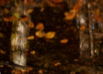 Herbstfarben