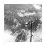 Details aus dem herbstlichen Wald