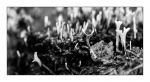 Details aus dem herbstlichen Wald