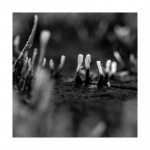 Details aus dem herbstlichen Wald