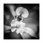 Details aus dem herbstlichen Wald