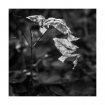 Details aus dem herbstlichen Wald