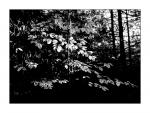Details aus dem herbstlichen Wald