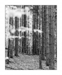 Details aus dem herbstlichen Wald