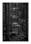 Details aus dem herbstlichen Wald