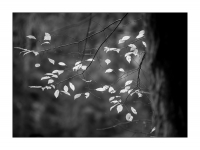 Sächsische Schweiz, Herbst 2014