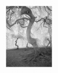 Im Hexenwald