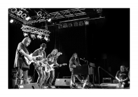 Walter Trout