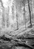 Karlstal