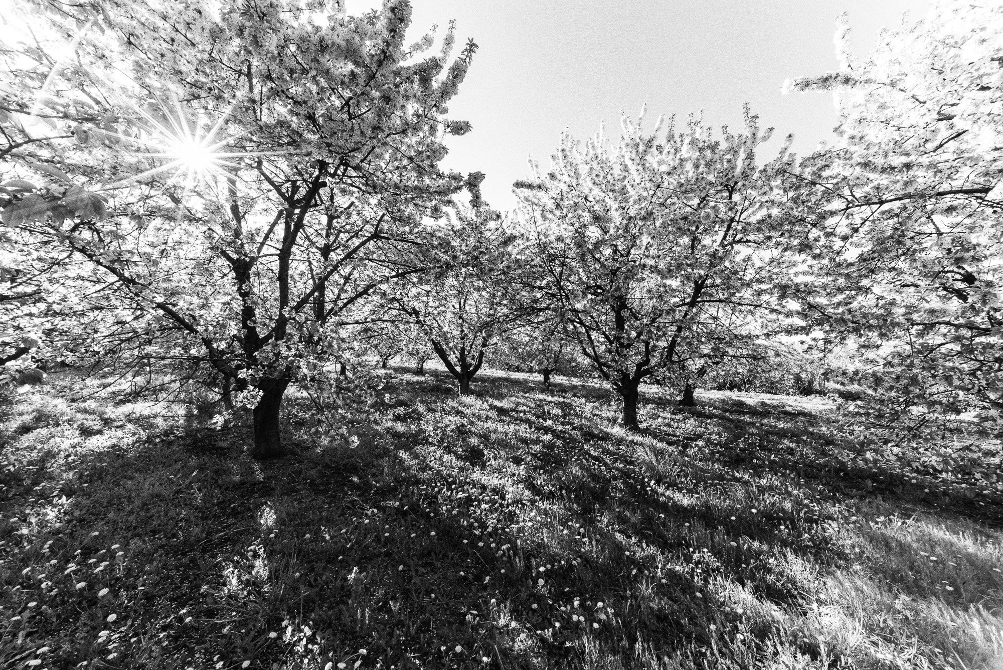 Kirschblüte, Freinsheim