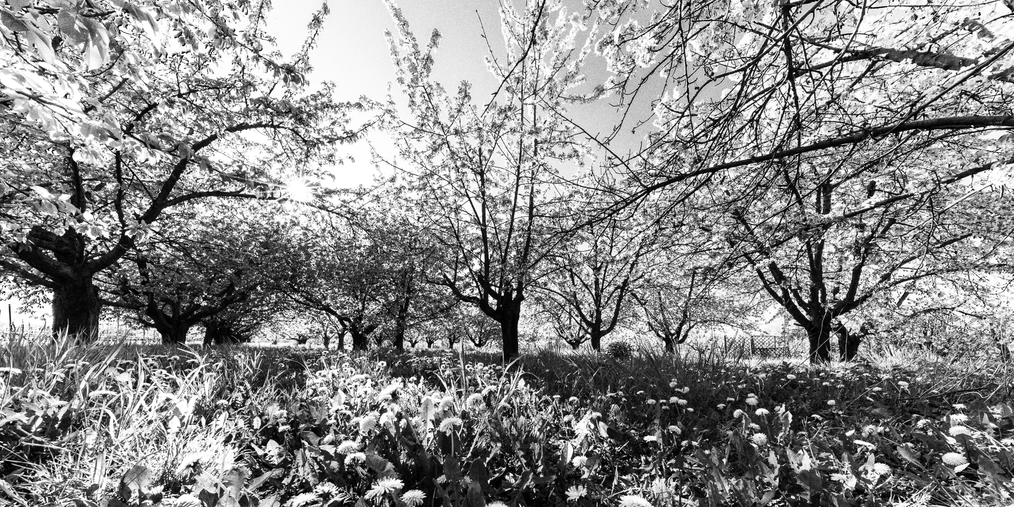 Kirschblüte, Freinsheim