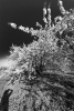 Kirschblüte, Freinsheim