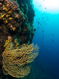 Tauchen in Kroatien 2015