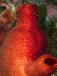 Tauchen in Kroatien 2015
