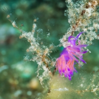 Tauchen in Kroatien 2015