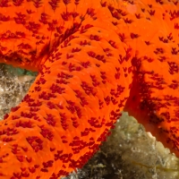 Tauchen in Kroatien 2015