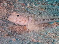 Tauchen in Kroatien 2015