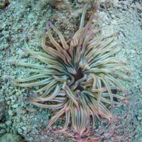 Tauchen in Kroatien 2015