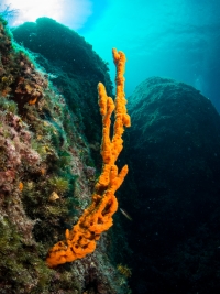 Tauchen in Kroatien 2015