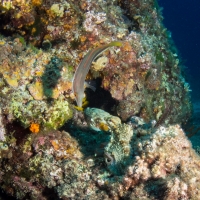 Tauchen in Kroatien 2015