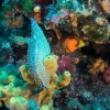 Tauchen in Kroatien 2015