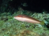 Tauchen in Kroatien 2015