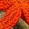 Tauchen in Kroatien 2015