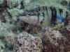 Tauchen in Kroatien 2015