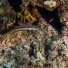 Tauchen in Kroatien 2015