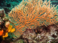 Tauchen in Kroatien 2015