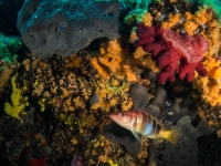 Tauchen in Kroatien 2015