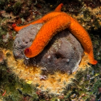 Seestern