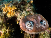 Tauchen in Kroatien 2015