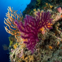 Tauchen in Kroatien 2015
