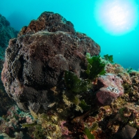 Tauchen in Kroatien 2015