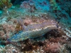 Tauchen in Kroatien 2015