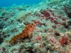 Tauchen in Kroatien 2015