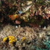 Tauchen in Kroatien 2015
