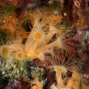 Tauchen in Kroatien 2015