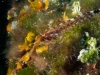 Tauchen in Kroatien 2015