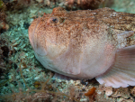 Blue Marlin Cave, Cres