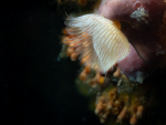 Blue Marlin Cave, Cres