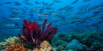 Feather Star