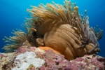 Clownfish