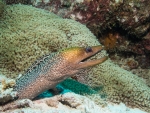 Fimbriated Moray