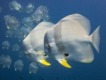 Longfin Batfish