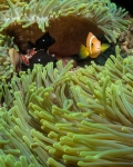 Clownfish
