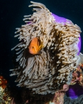 Clownfish & Magnificent Anemone