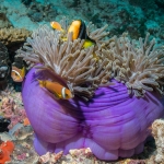 Clownfish & Magnificent Anemone