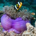 Clownfish & Magnificent Anemone